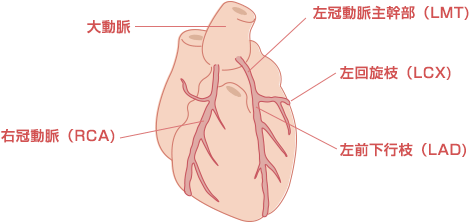 心臓の動き